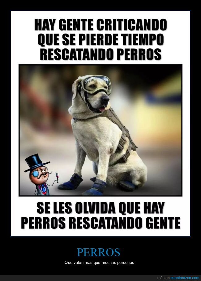 criticar,rescatar,perros