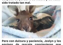 Enlace a Este pequeño canguro que fue arrebatado de los brazos de su madre, pero al fin puede recibir los cuidados que necesita