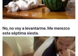 Enlace a Gatos increíblemente vagos que sólo saben relajarse y no hacer nada más