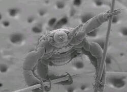 Enlace a Piojo posando para la foto