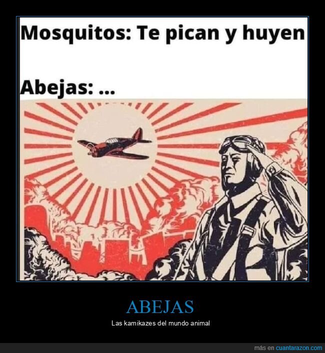 abejas,kamikazes