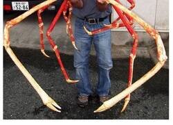 Enlace a Las cosas más terroríficas del océano de las que hay pruebas fotográficas