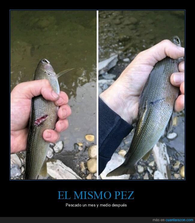 pez,pesca,wtf