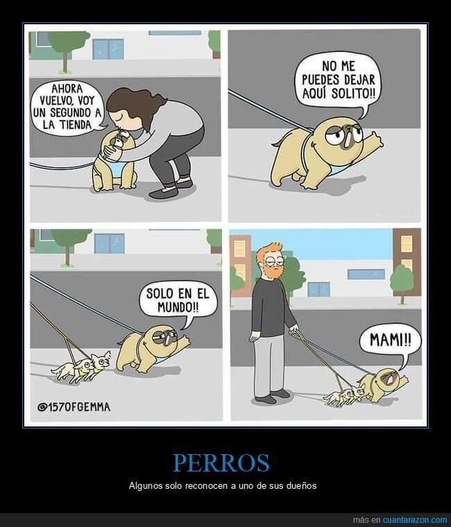 perro,solo,tienda