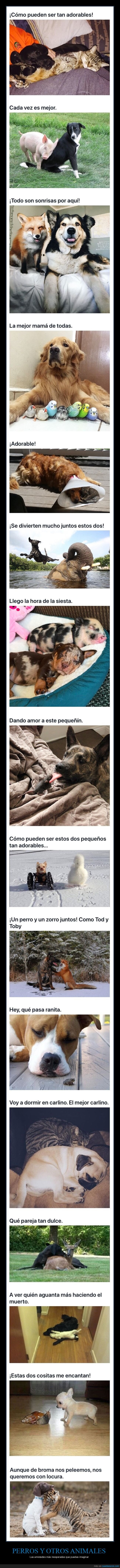 perros,animales,amistades