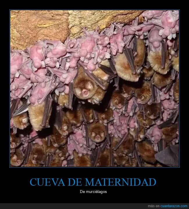 crías,cueva,curiosidades,murciélagos