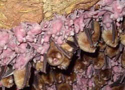 Enlace a Guardería de murciélagos