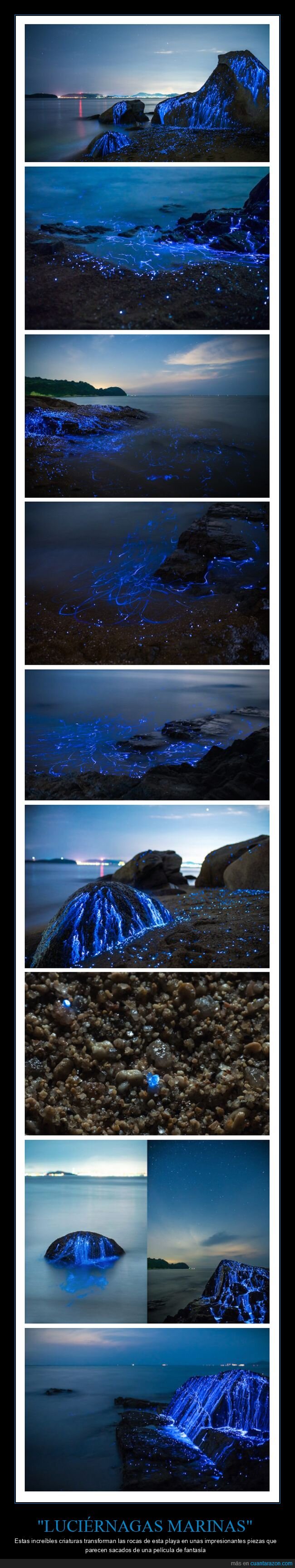 luciérnagas marinas,bioluminiscencia