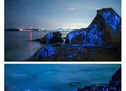 Enlace a Estas increíbles criaturas transforman las rocas de esta playa en unas impresionantes piezas que parecen sacados de una película de fantasía