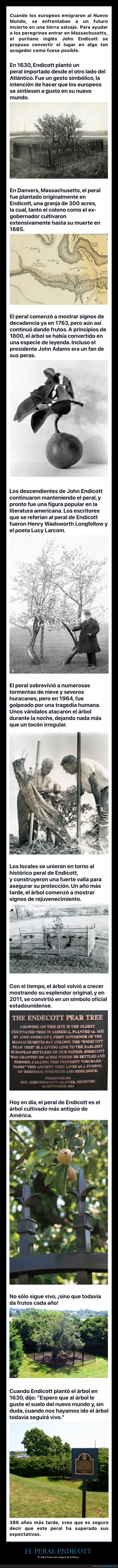 peral,endicott,árbol,antiguo