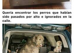 Enlace a Este hombre ha dedicado su vida a adoptar perros que ya no pueden encontrar un hogar