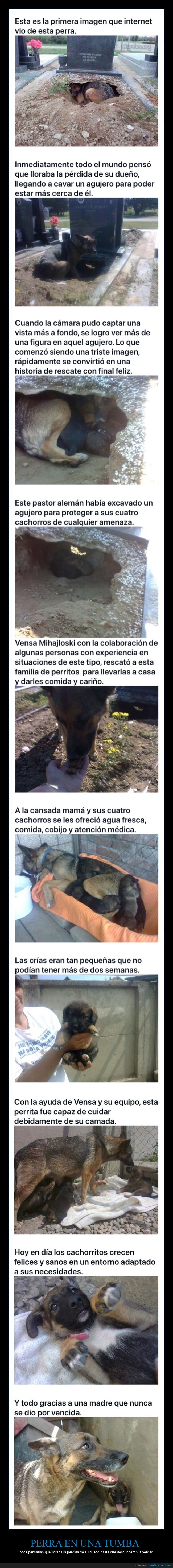 perro,tumba,cachorros