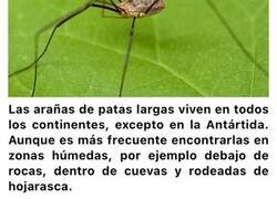 Enlace a Datos sobre las arañas de patas largas que quizás no conocías