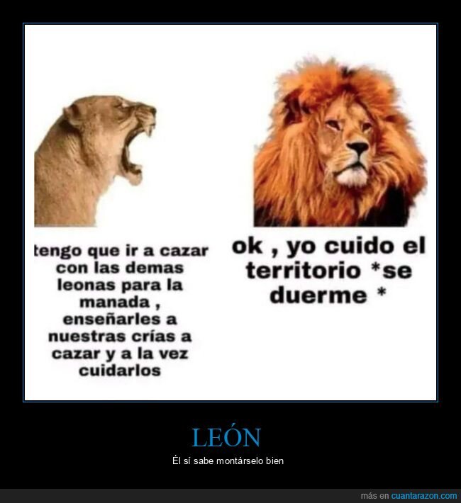 leon,machista,leona,cazar,descansar