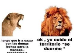 Enlace a El león es el animal más machista que hay