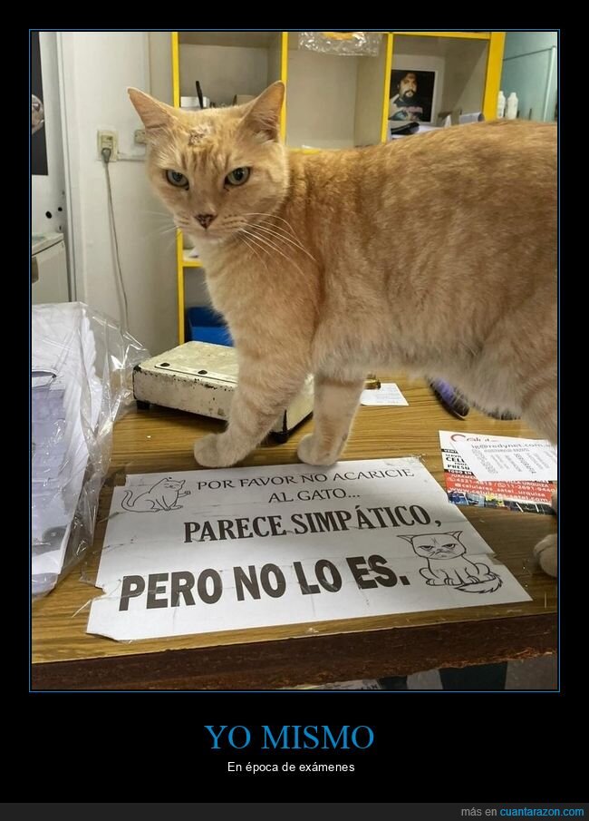 gato,simpatico,no