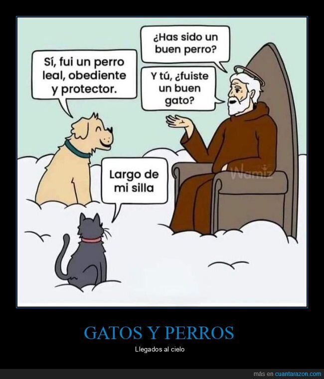 gato,exigir,cielo,perro