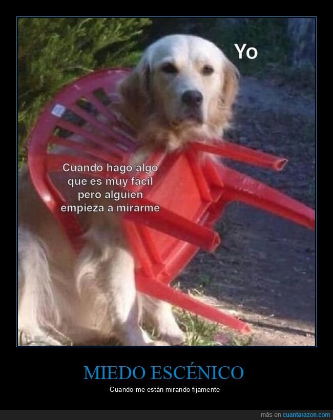 perro,silla,cabeza