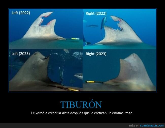 tiburón,crecer,aleta