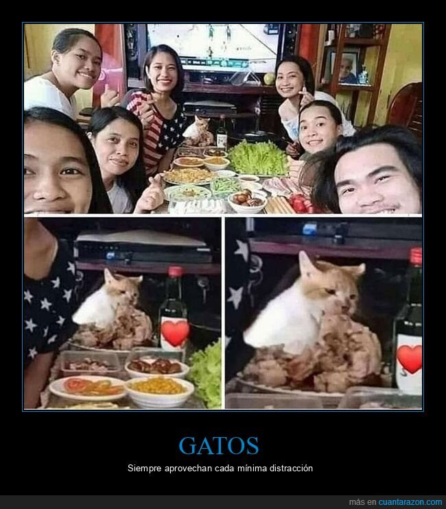 comida,foto,gatos,wtf