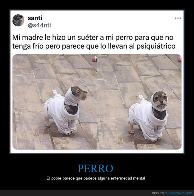 perros,psiquiátrico,suéter