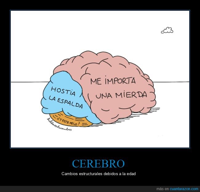cerebro,cambios,edad