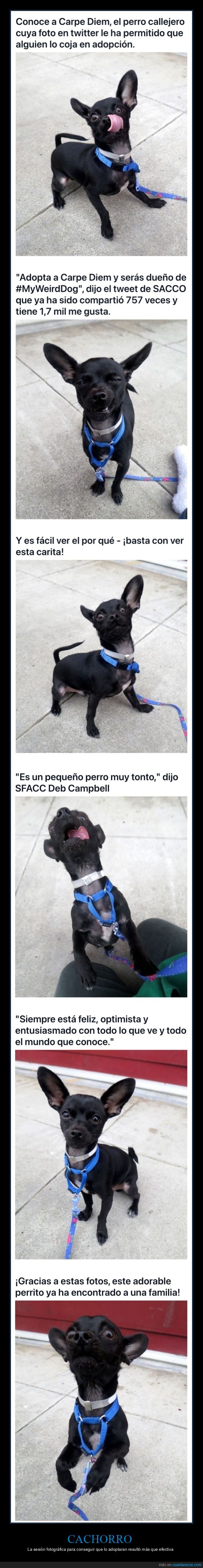 cachorro,perro,adoptar,sesión de fotos