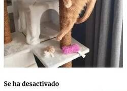 Enlace a Gatos actuando tan raro que no sabemos si están rotos o son así