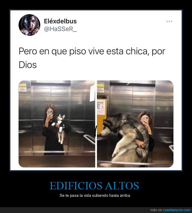 ascensor,perro,antes,después