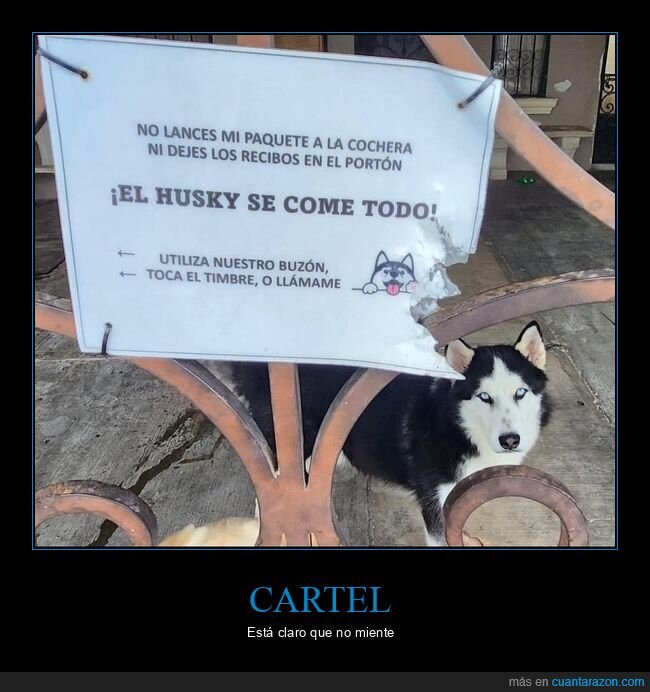 husky,comer,cartel,perro