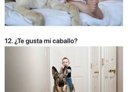 Enlace a Perros que piensan que siguen siendo los bebés de la familia