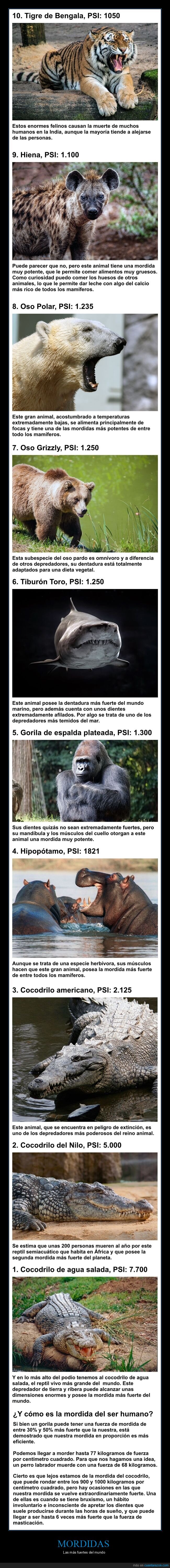 mordidas,fuertes,animales