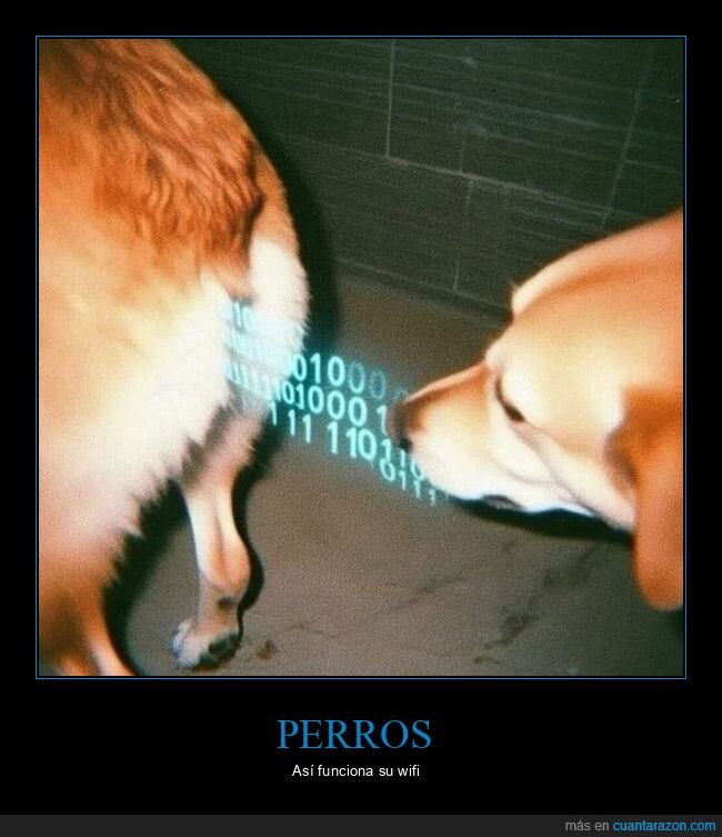 culo,datos,oliendo,perros