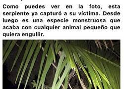 Enlace a Sorprendentes criaturas que viven en Australia