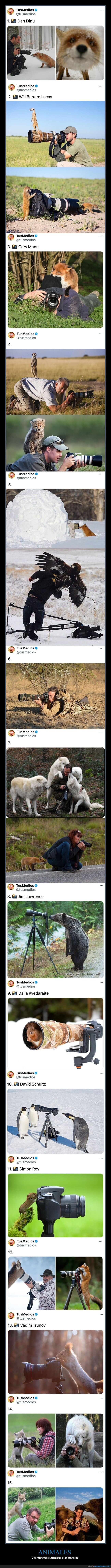 animales,interrumpir,fotógrafos