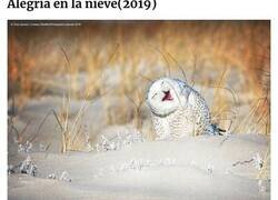 Enlace a Imágenes increíbles que participaron en los premios de fotografía Comedy Wildlife