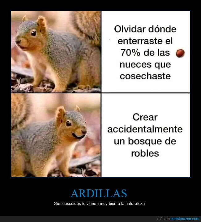 ardillas,olvidar,enterrar,nueces,bosque,robles