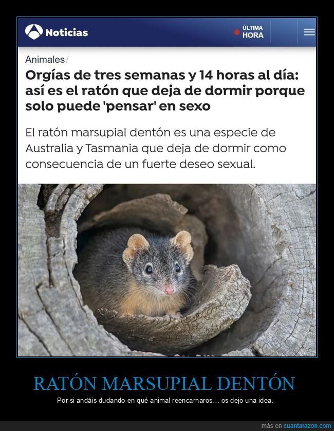 ratón marsupial dentón