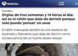 Enlace a El ratón más salido