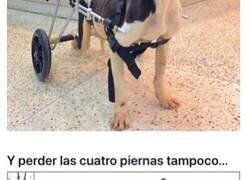 Enlace a Animales con prótesis que no van a permitir que nada les detenga en su camino