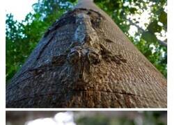 Enlace a Así se camuflan estos animales para no ser descubiertos