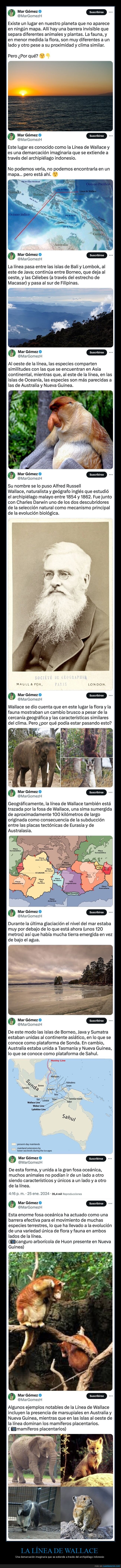 línea de wallace,animales,curiosidades