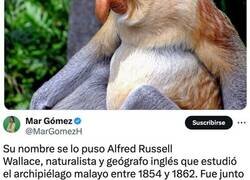 Enlace a La Línea de Wallace, una barrera invisible que separa diferentes animales y plantas
