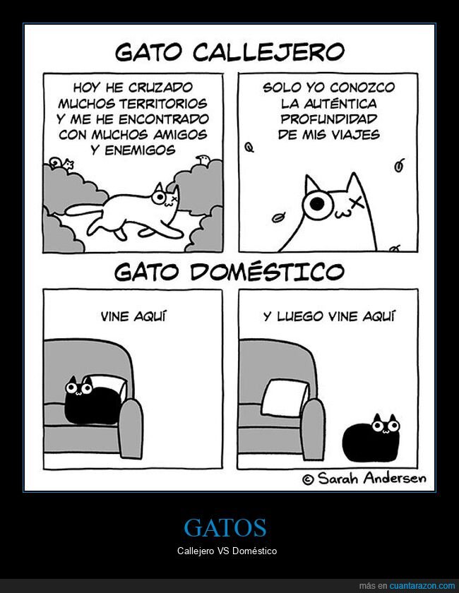 gatos,callejero,doméstico