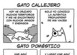 Enlace a Dos tipos de gatos muy distintos