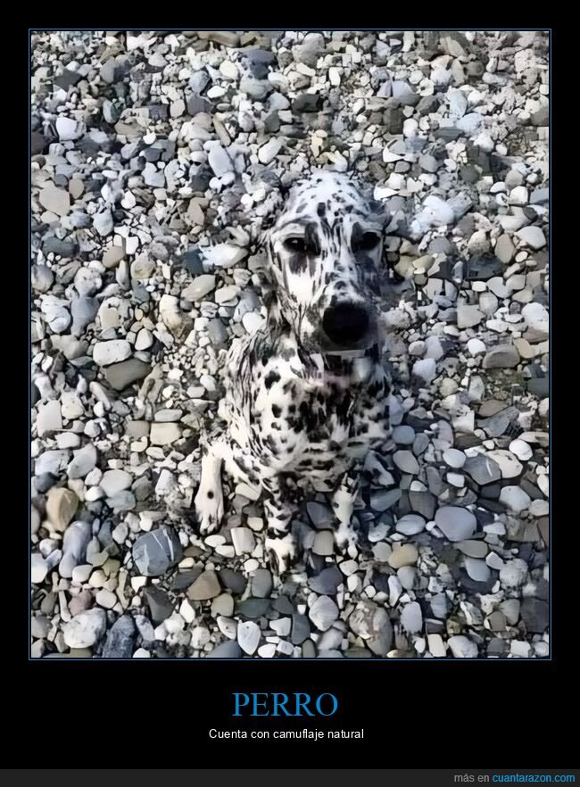 perro,camuflaje,piedras