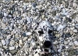 Enlace a Camuflado con su entorno