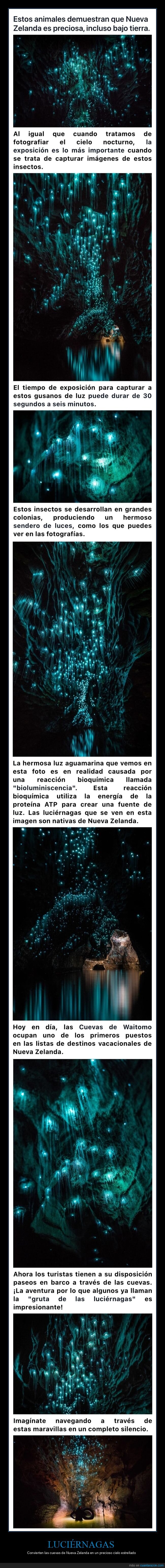 luciérnagas,cuevas,nueva zelanda