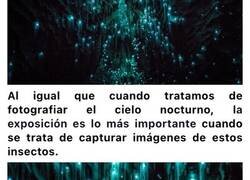 Enlace a Las luciérnagas convierten las cuevas de Nueva Zelanda en un precioso cielo estrellado
