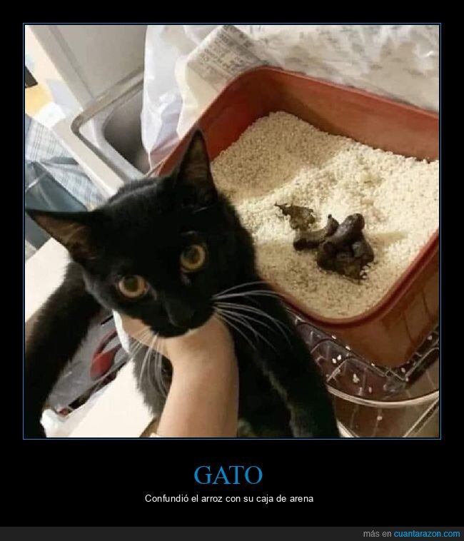 gato,arroz,caja de arena